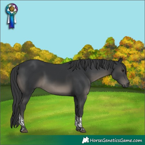 Horse Color:Black Tobiano