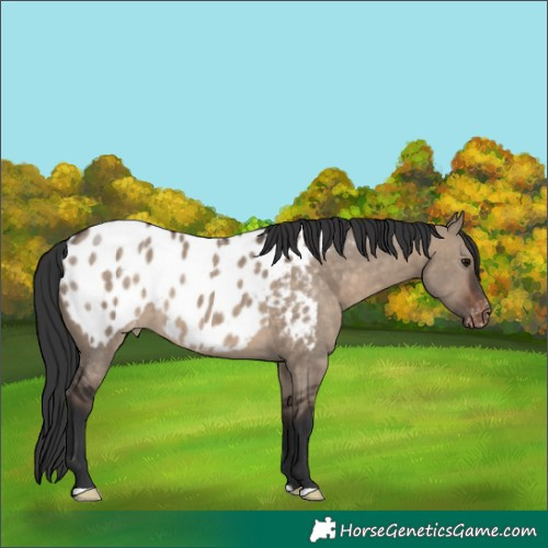 Horse Color:Brown Dun Near Leopard