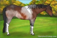 Horse Color:Bay Tobiano 