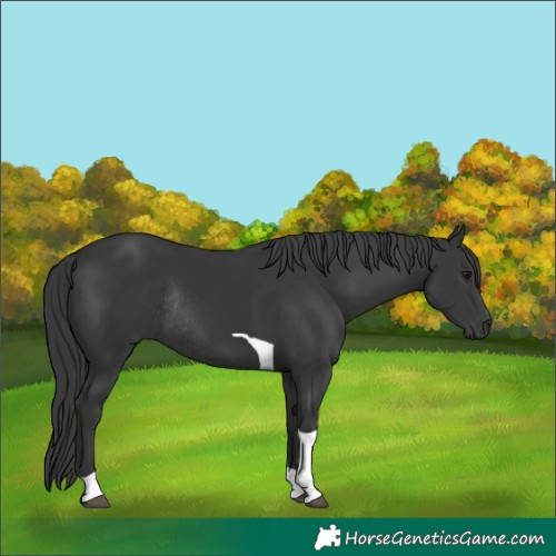 Horse Color:Black Tobiano Rabicano 