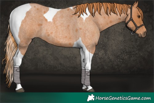 Horse Color:Red Roan Tobiano 