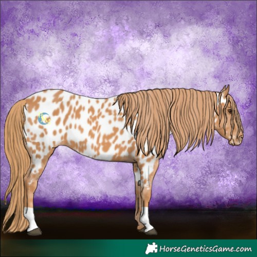 Horse Color:Chestnut Near Leopard 
