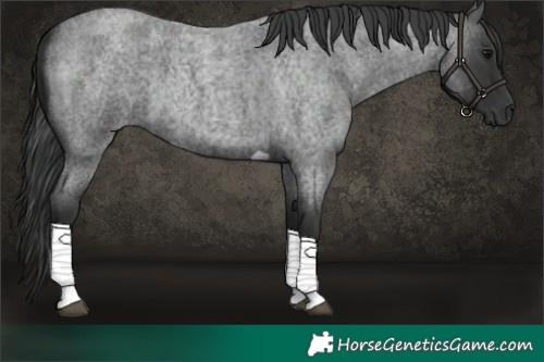 Horse Color:Blue Roan Tobiano 