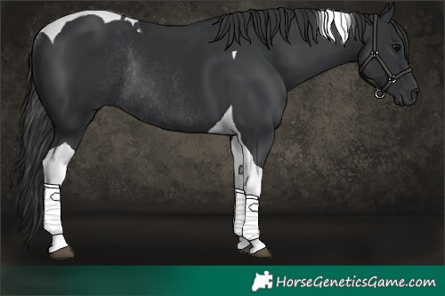Horse Color:Black Tobiano Rabicano 