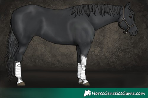 Horse Color:Black Tobiano Rabicano