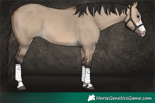 Horse Color:Bay Dun