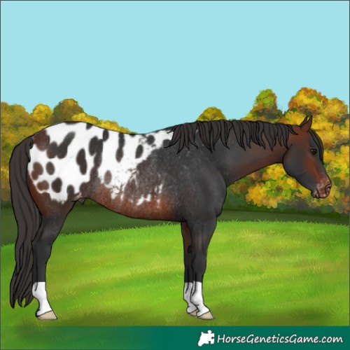 Horse Color:Bay Appaloosa Rabicano