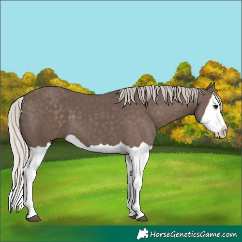 Horse Color:Silver Black Splash