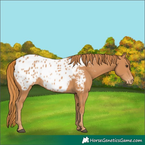 Horse Color:Chestnut Appaloosa