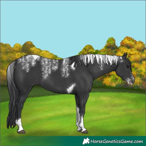 Horse Color:Powder White Black Tobiano