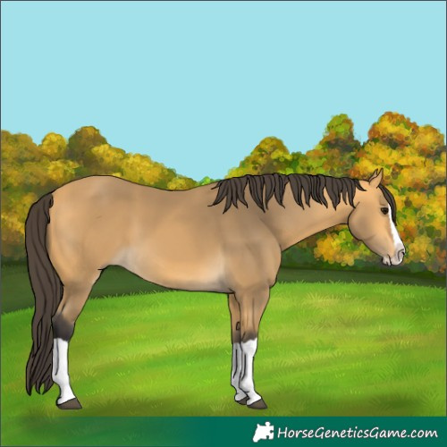 Horse Color:Buckskin Splash Rabicano