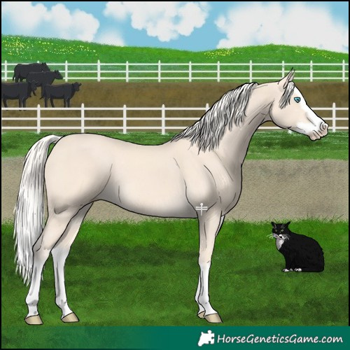 Horse Color:Cremello Splash  and Cremello Splash Rabicano 