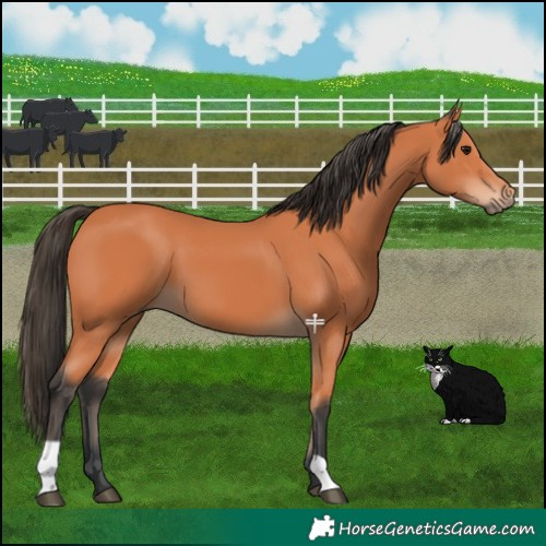Horse Color:Bay 