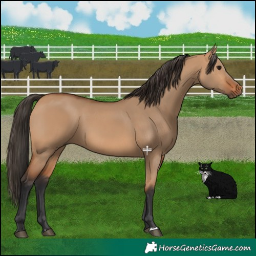 Horse Color:Bay Dun 