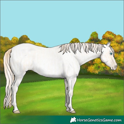 Horse Color:Buckskin Roan Pearl  and Amber Cream Champagne Roan Pearl 