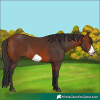 Horse Color:Bay Frame 