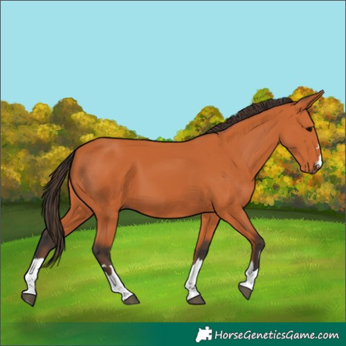 Horse Color:Bay 