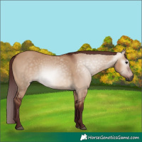 Horse Color:Gray Chocolate Bay Dun