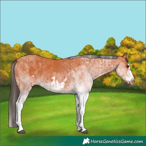 Horse Color:White Spotted Bay Splash and White Spotted Bay Splash Frame