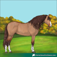 Horse Color:Chocolate Bay Dun 