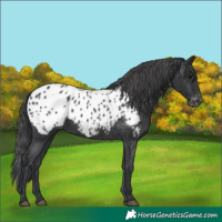 Horse Color:Black Appaloosa Rabicano 