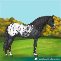 Horse Color:Black Blanket Rabicano 