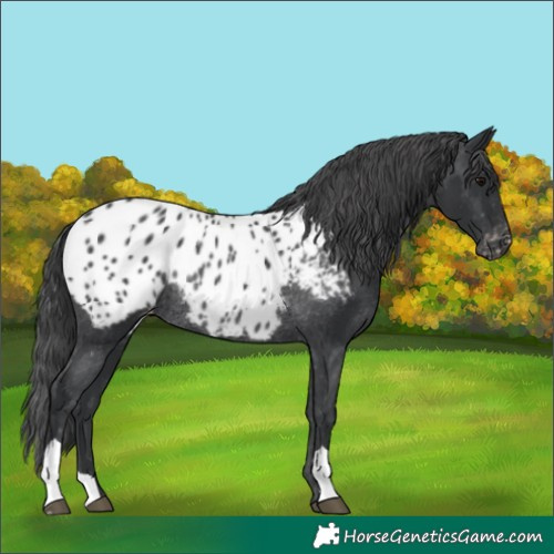 Horse Color:Black Appaloosa Rabicano 