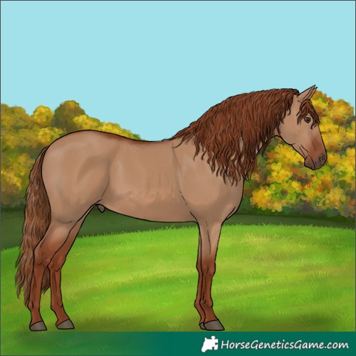 Horse Color:Red Dun