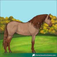 Horse Color:Red Dun