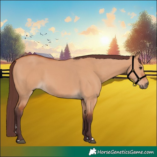 Horse Color:Chocolate Bay Dun 