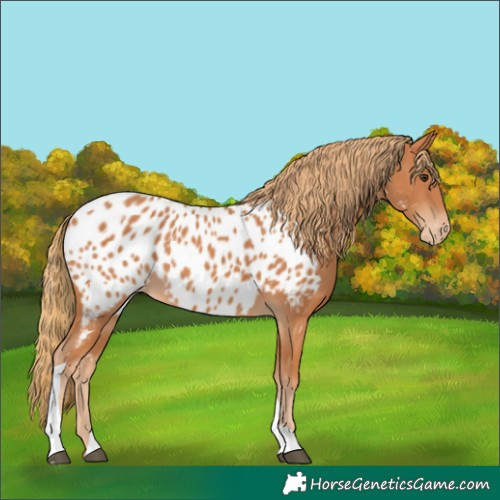 Horse Color:Chestnut Tobiano Appaloosa