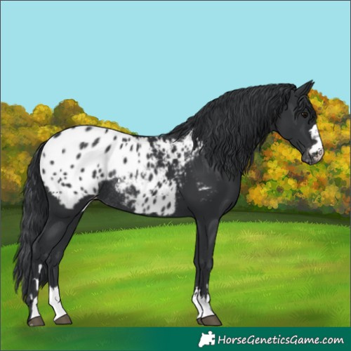 Horse Color:Black Appaloosa Rabicano