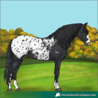 Horse Color:Black Appaloosa Rabicano 