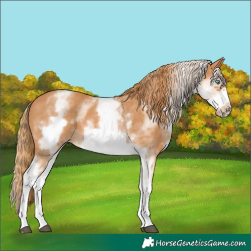 Horse Color:White Spotted Chestnut Frame 