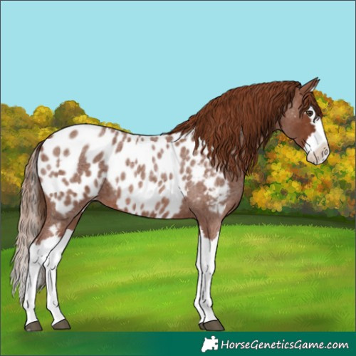 Horse Color:Red Roan Splash Appaloosa 