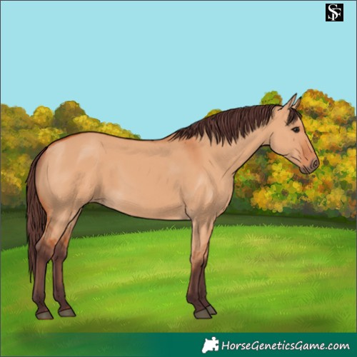 Horse Color:Chocolate Bay Dun