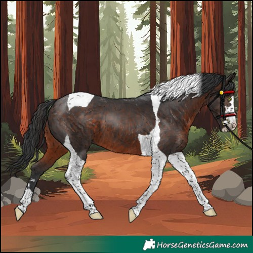 Horse Color:Brown Tobiano