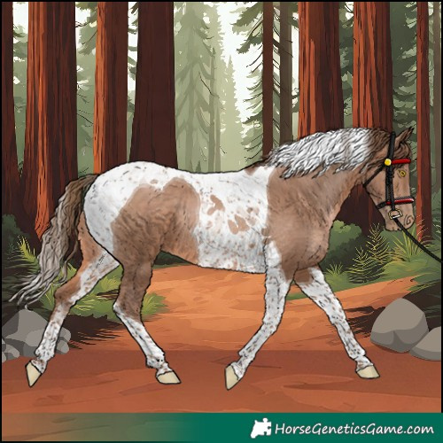 Horse Color:Brown Pearl Tobiano 