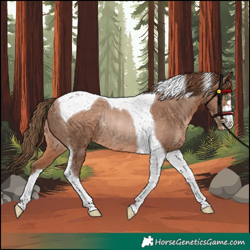 Horse Color:Brown Pearl Tobiano Rabicano