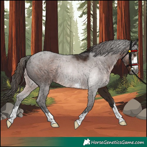 Horse Color:Gray Liver Chestnut Rabicano