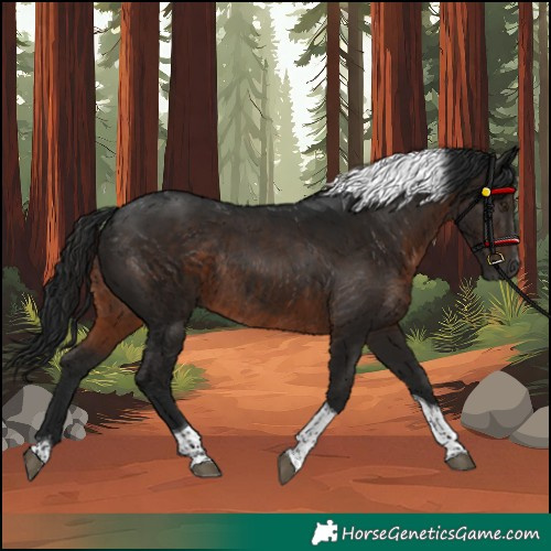 Horse Color:Gray Brown Tobiano Rabicano 