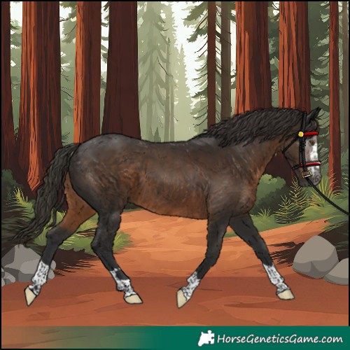 Horse Color:Gray Liver Chestnut Rabicano
