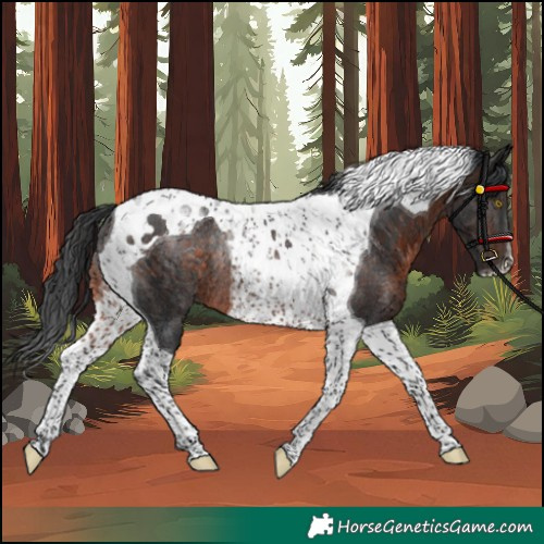Horse Color:Brown Tobiano Rabicano