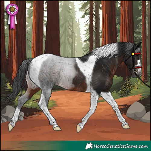 Horse Color:Gray Brown Tobiano Rabicano