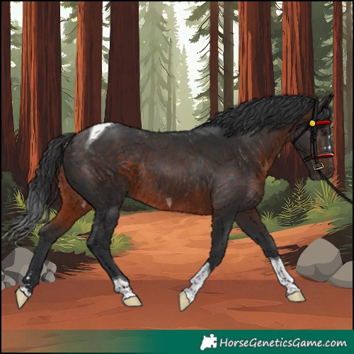 Horse Color:Brown Tobiano Rabicano