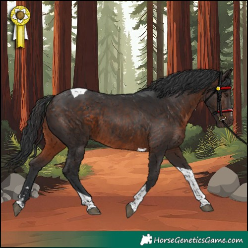 Horse Color:Brown Tobiano 