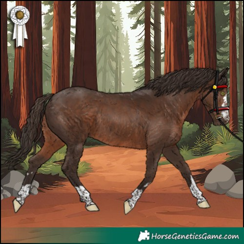 Horse Color:Liver Chestnut Rabicano 