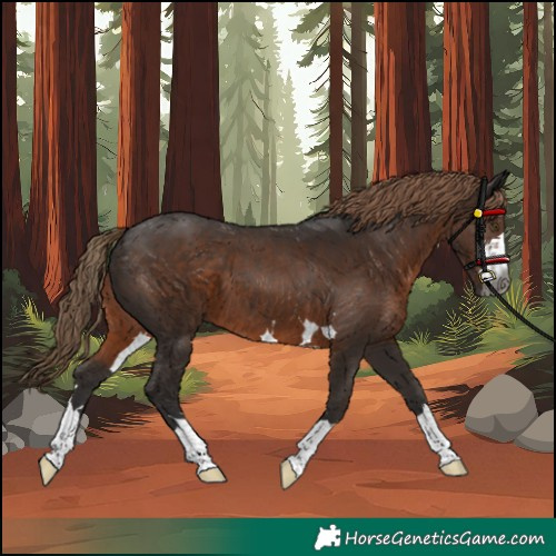 Horse Color:Gray Liver Chestnut 