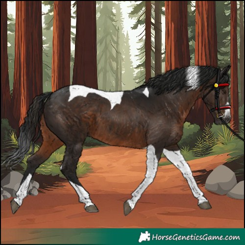 Horse Color:Gray Brown Tobiano 