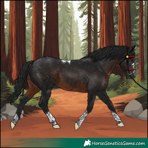 Horse Color:Gray Brown Tobiano 